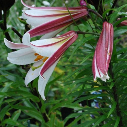 Lilium formosanum dwarf - 3,