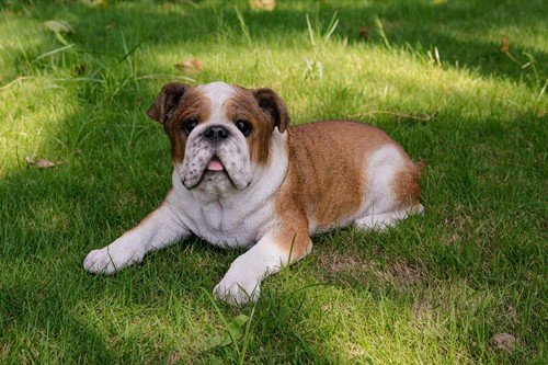Lying bulldog statue dog - lying,