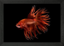 Siamese Fighting Fish Framed