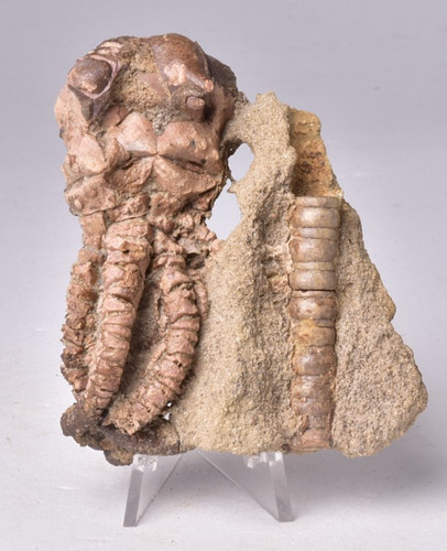 Crinoid fossil jimbacrinus - crinoid, fossil,