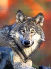 Nature Animal Photo Wolf Grey Canine Hunter Predator Cool Poster Print Bb1296B