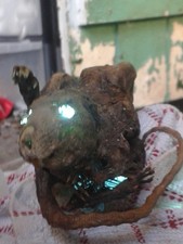 mummified golden Rat