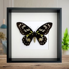 Ornithoptera Ornithoptera