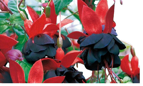 Mix r fuchsia - ,