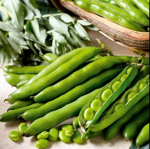 Broad bean aquadulce claudia - bean, 'aquadulce