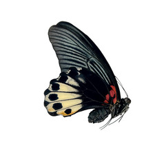 The Great Mormon Butterfly