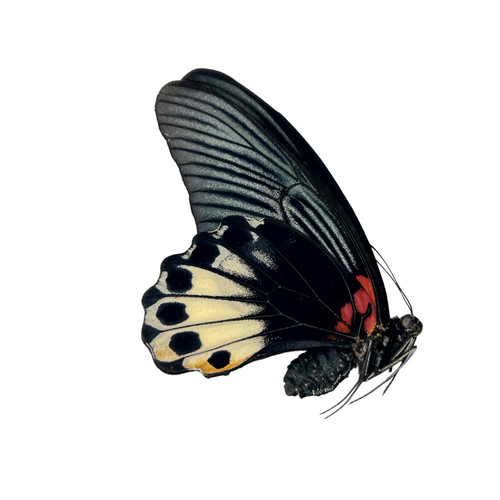 The great mormon butterfly - mormon,