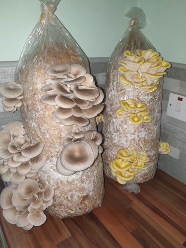 Mushroom growing kit - growing,