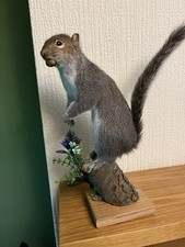 Taxidermy Grey Squirrel (￼