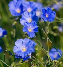 Grow your own Flax Seeds, Linum Usitatissimum, For Linseed Oil & Linen Fabric