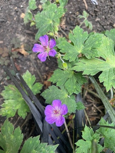 Geranium cranesbill plant - geranium,