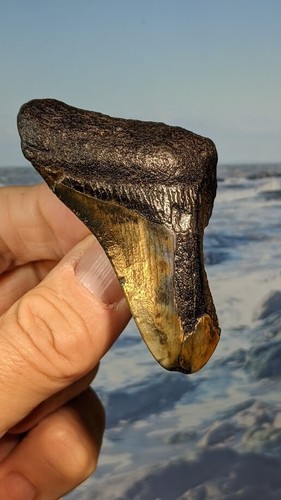 Megalodon shark fossil tooth - shark,