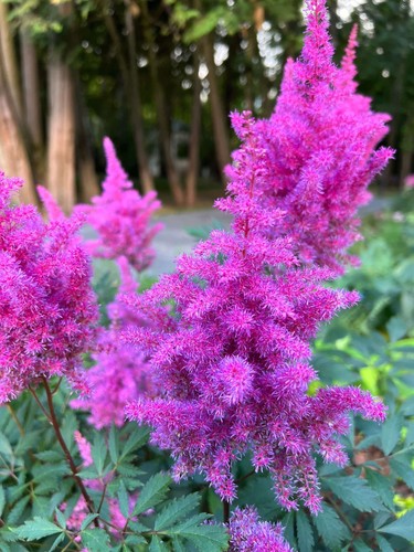 Astilbe lilac purpurlanze - astilbe,
