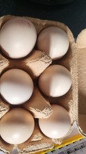 6 x  Pekin Bantam  for