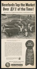 1952 Hereford cow herd photo