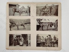 Equestrian Horse Riding Rugby