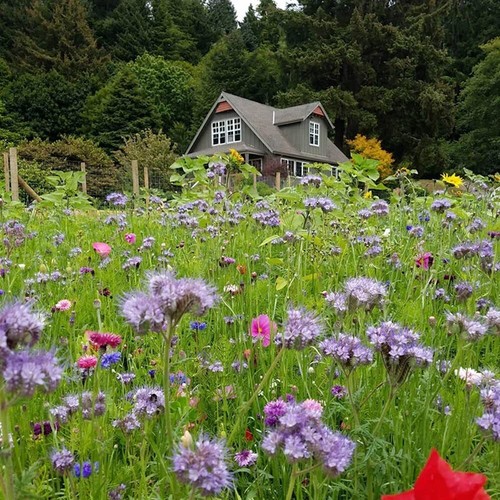 Meadow wild flower - 1, kg
