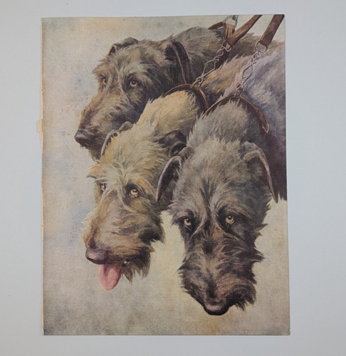 1930s vintage irish - 1930s, wolfhound