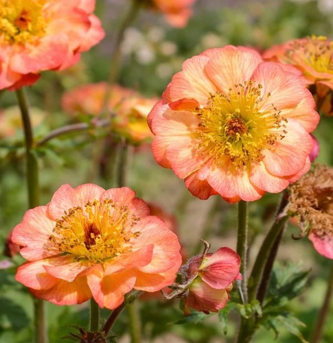 Geum mango lassi hardy - geum,