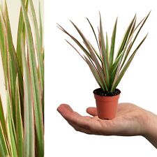 Dracaena Bicolour Dragon Tree in 6cm Pot - Evergreen Foliage Mini Indoor Plant