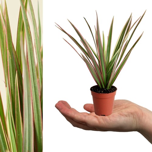 Dracaena bicolour dragon tree - bicolour,