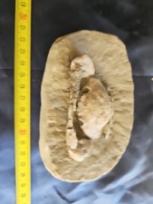 MASSIVE, LARGE, fossil CRAB