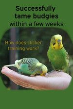 Successfully Tame Budgies