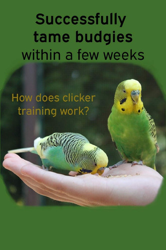 Successfully tame budgies - successfully,