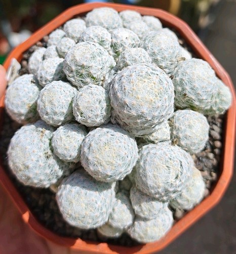 Mammillaria humboldtii - humboldtii, v