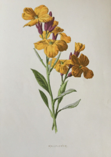 Antique print wallflower - print,