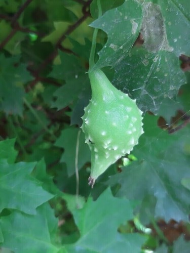 Thai wild bitter gourd - wild,