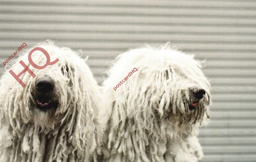 Picture postcard dog - picture, postcard::dog