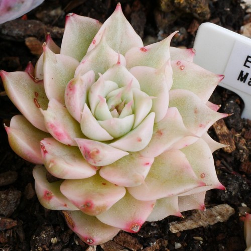 Echeveria margret variegated - echeveria,