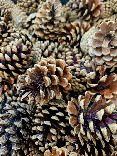 Naturally dried pine - naturally,
