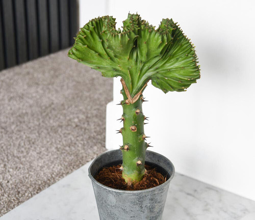 Euphorbia lactea cristata - euphorbia,