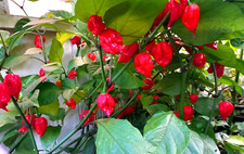 Carolina Reaper Chilli Hot