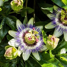 T&M Passiflora Caerulea Hardy