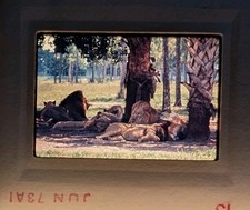 35mm Slides Lot ZOO ANIMALS 10