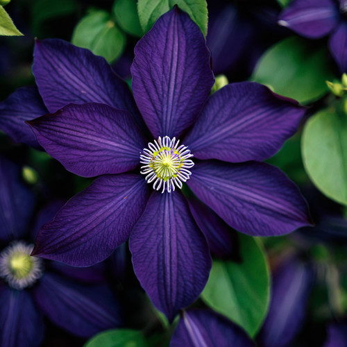 Dark purple clematis seeds - clematis,