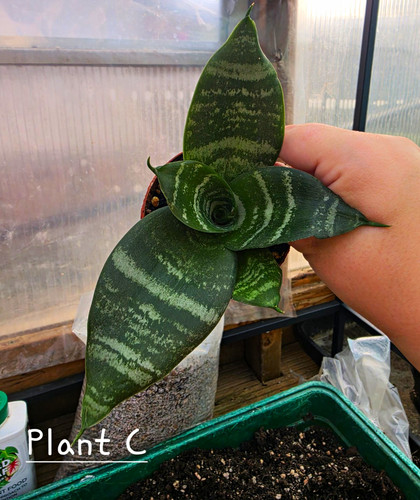 Sansevieria green hahnii snake - hahnii,
