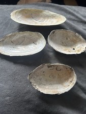 Fresh Water Mussel Shells x 4
