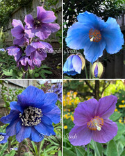 Beautiful mix of Himalayan poppies Meconopsis horridula, baileyi, Lingholm 100+
