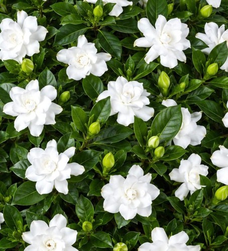 Gardenia jasminoides seeds - gardenia,