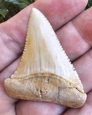 Peruvian Great White Shark