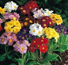 Pack Primula Polyanthus