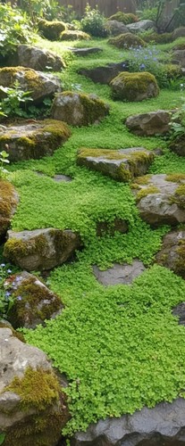 Soleirolia soleirolii baby s - soleirolii,