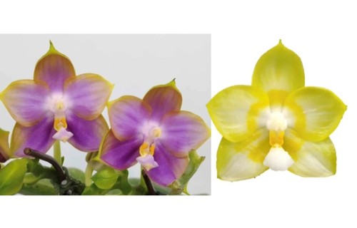Phalaenopsis mituo reflex - phalaenopsis,