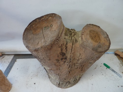 Huge walnut crotch - walnut,