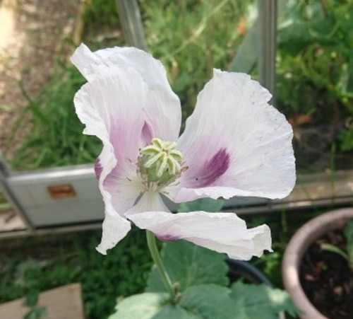 White pink poppy - pink,