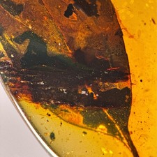 Leaf in Burmese / Burmite